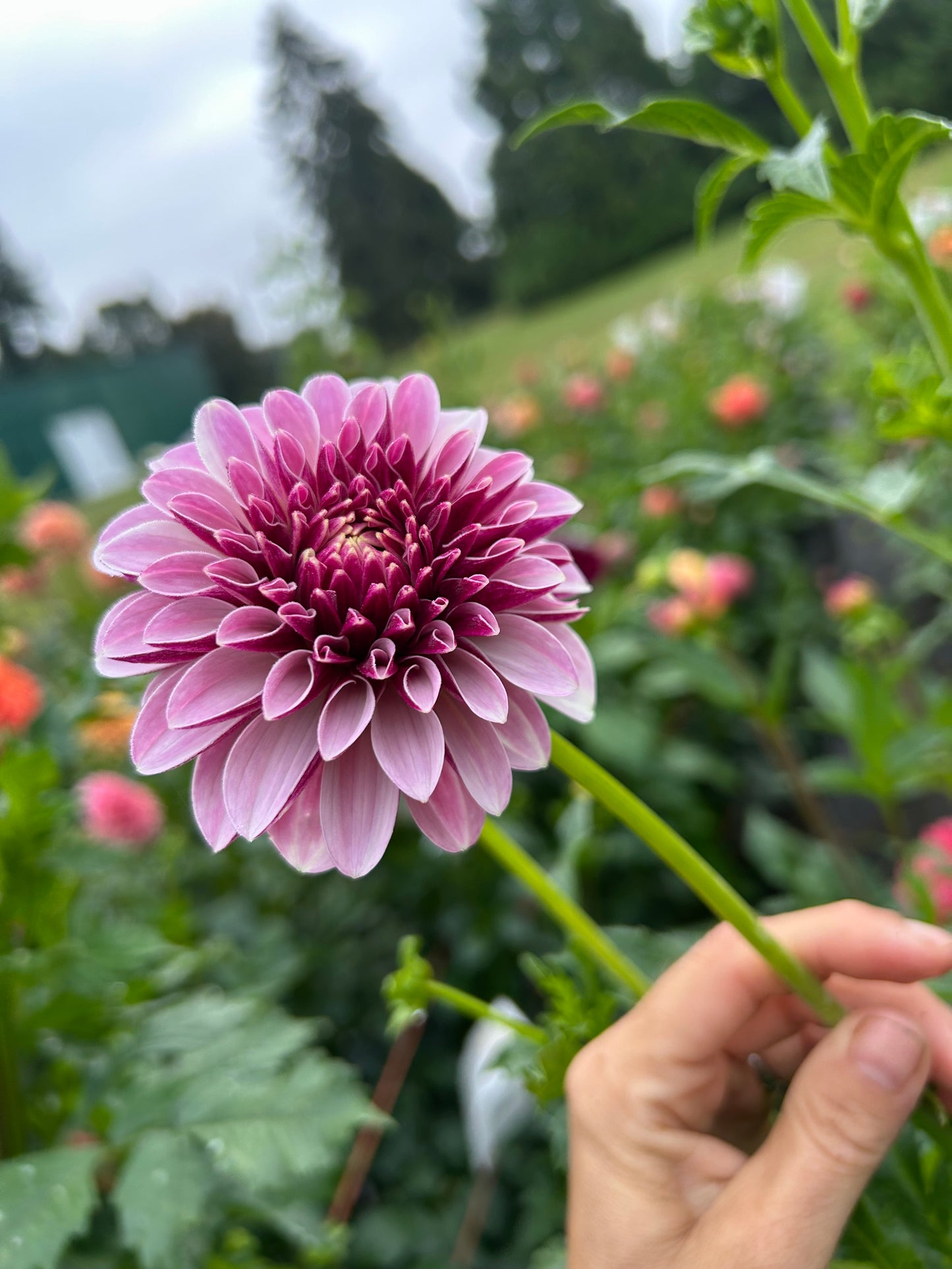 Salish Twilight Girl