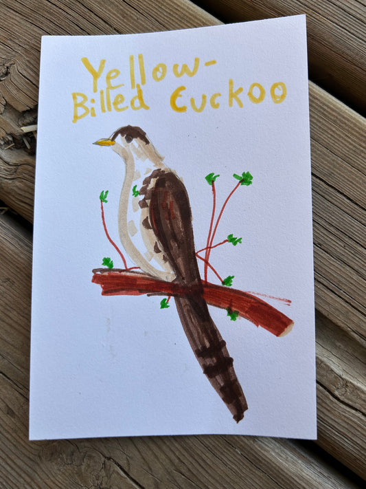 Yellow Billed Cuckoo