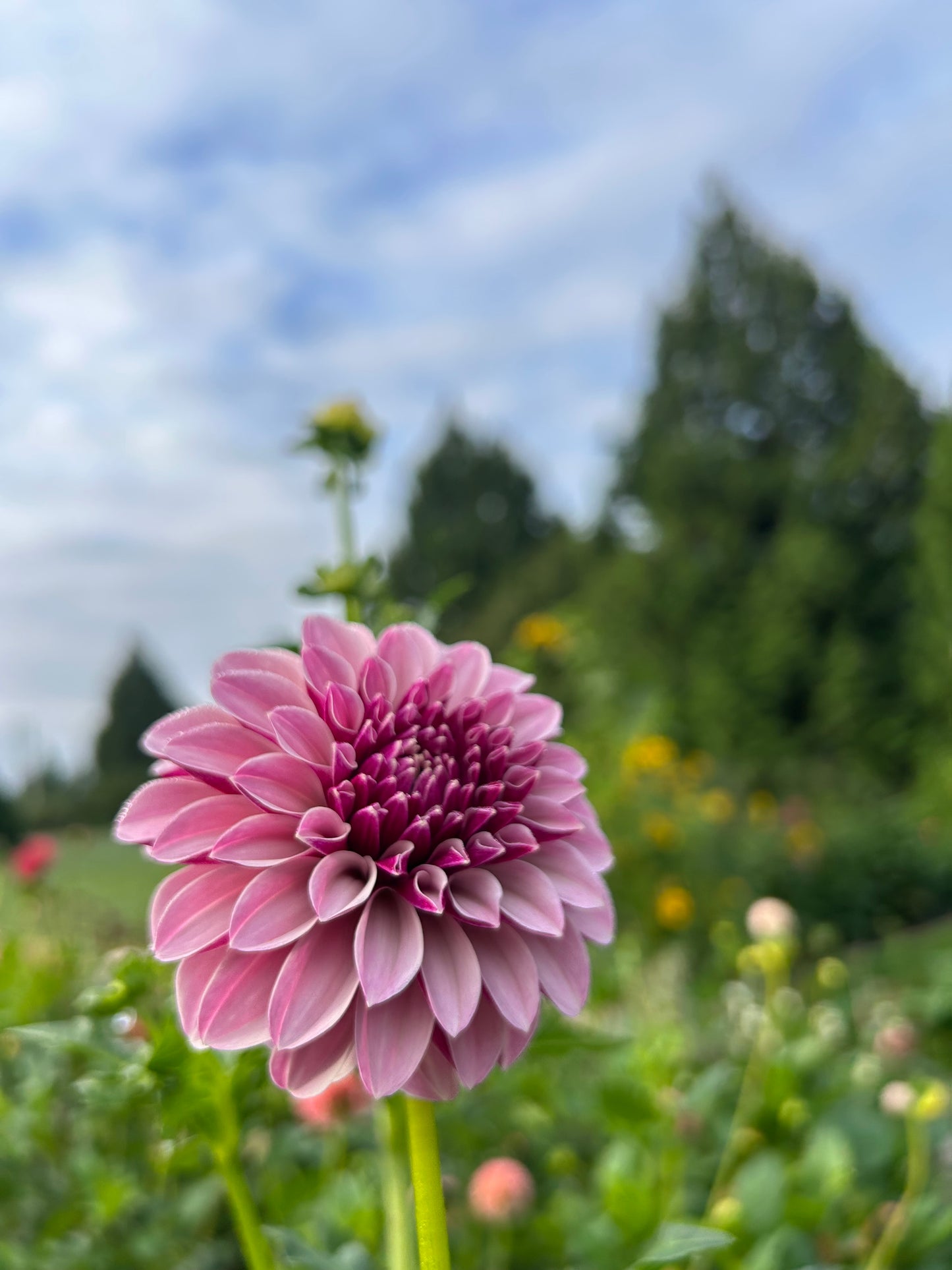 Salish Twilight Girl