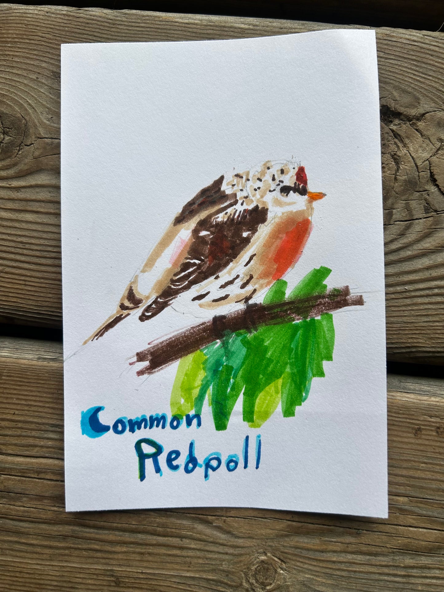 Common Redpoll