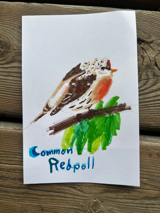 Common Redpoll