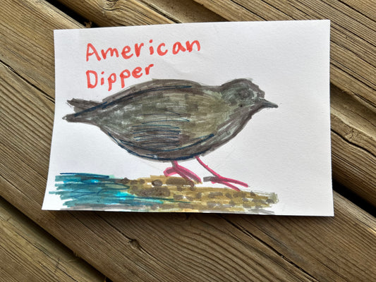 American Dipper