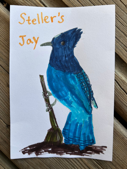 Steller’s Jay