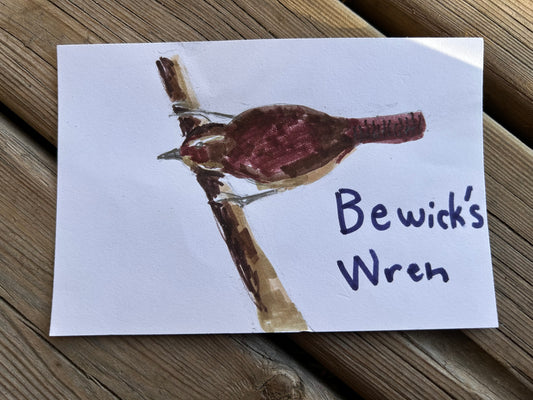 Bewicks Wren