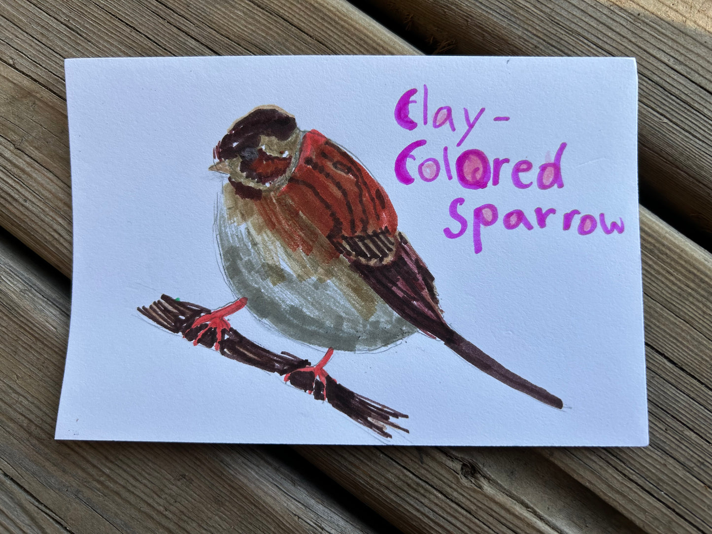 Clay Colored Sparrow