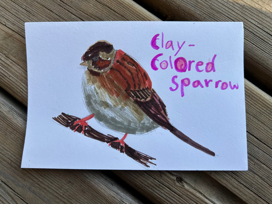 Clay Colored Sparrow