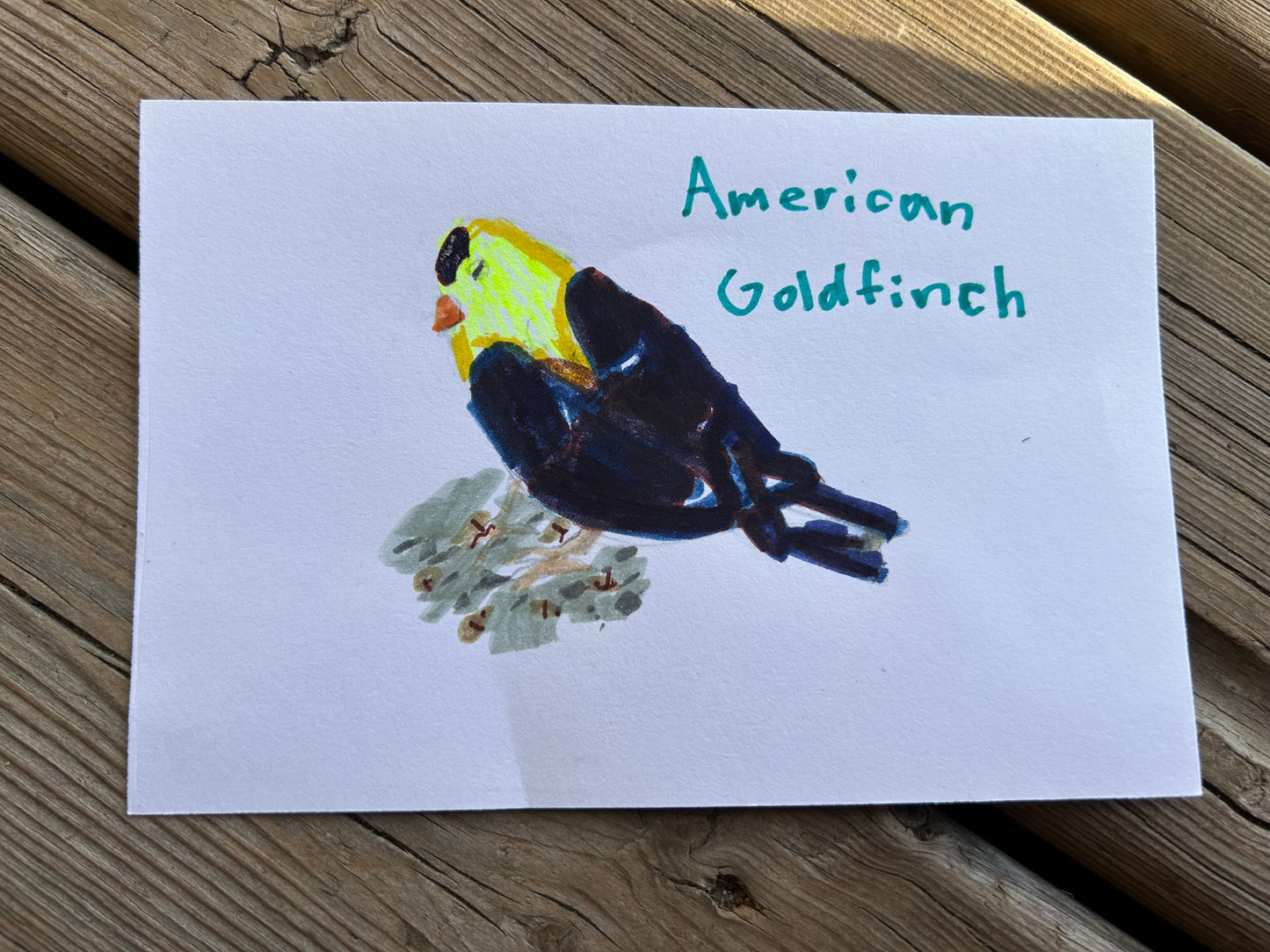 American Goldfinch