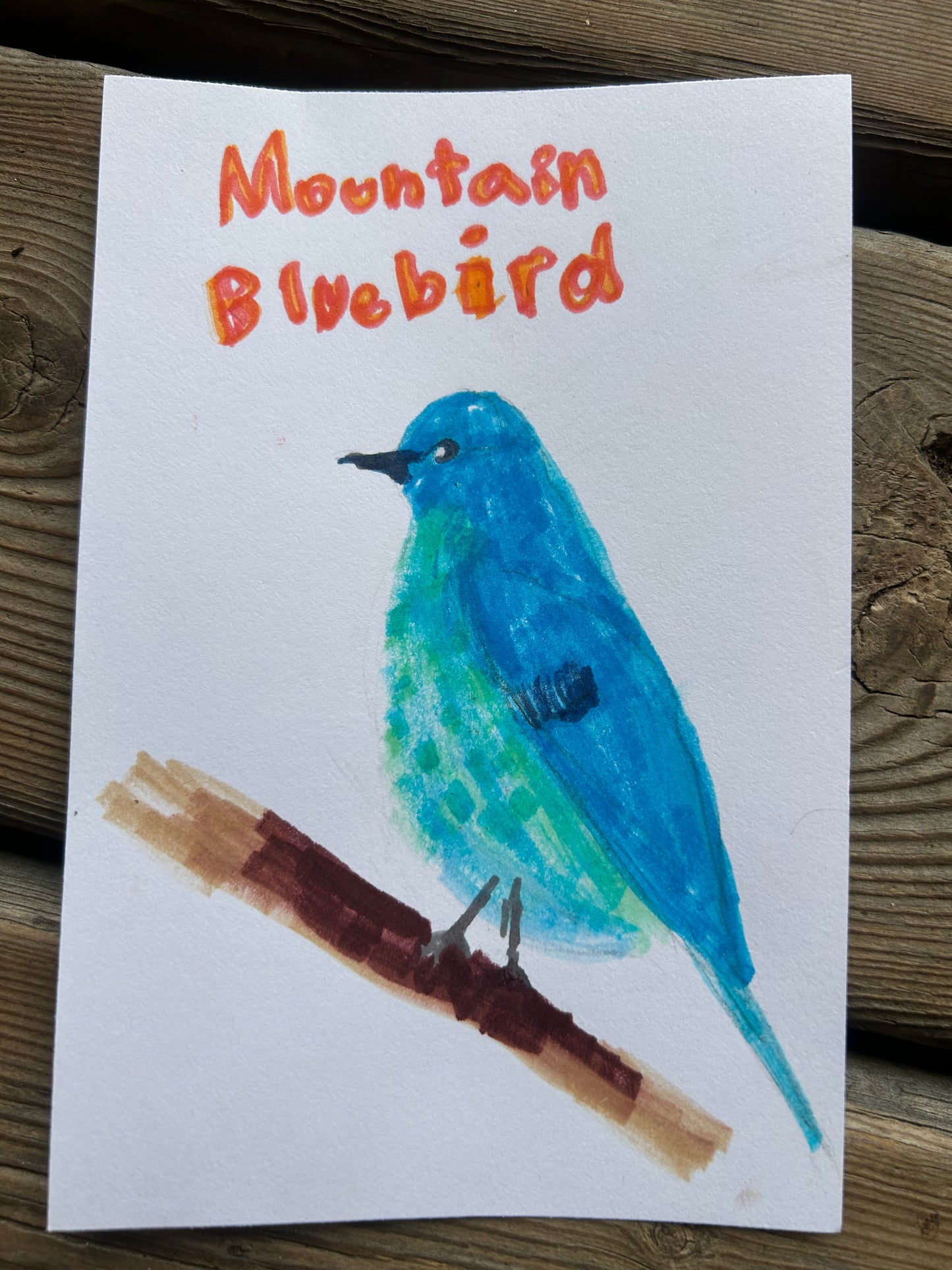 Mountain Bluebird