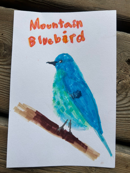 Mountain Bluebird