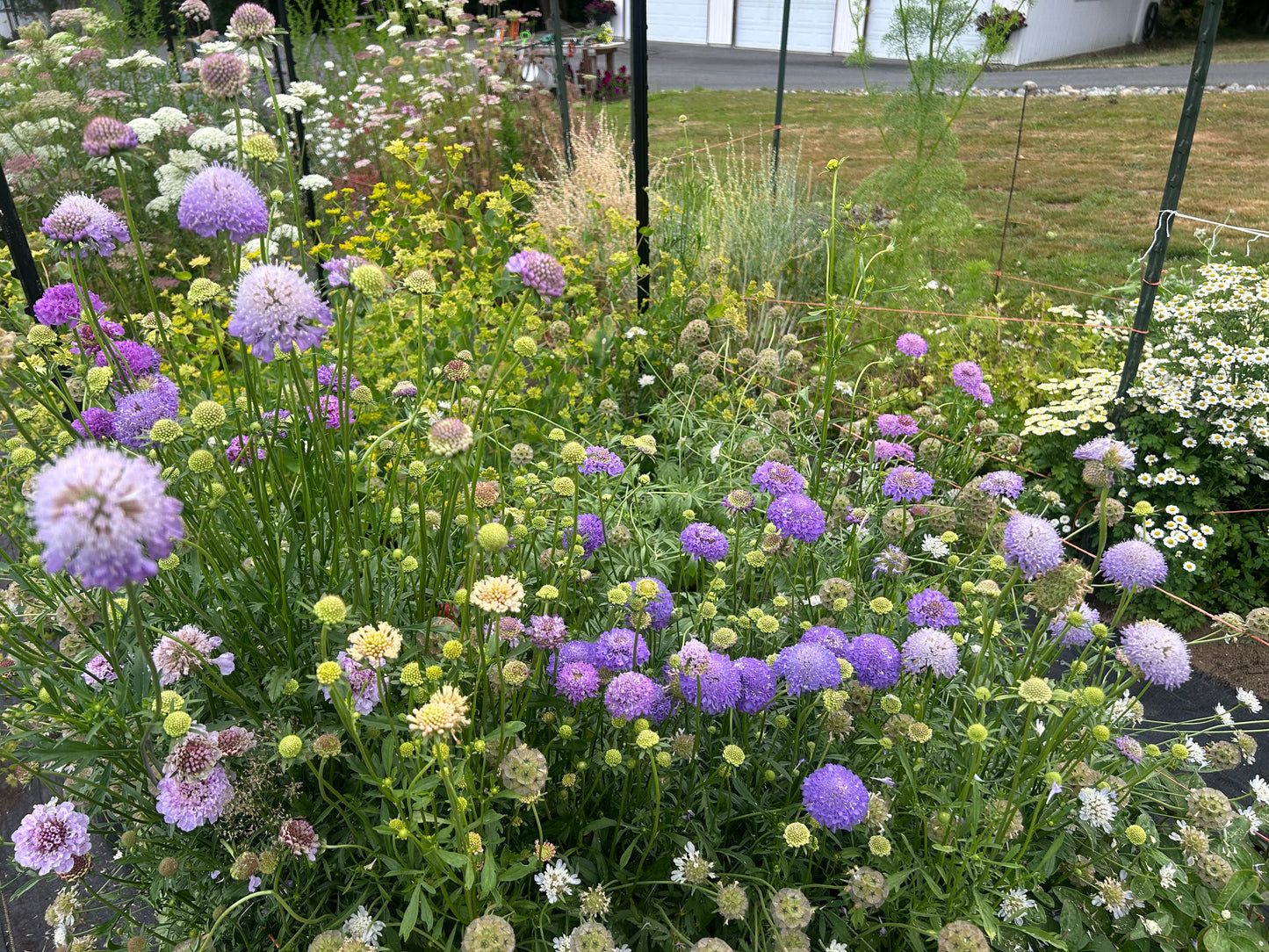 Imperial Mix Scabiosa Seeds