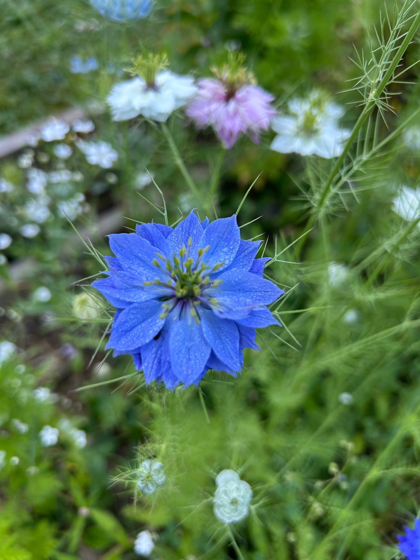 Nigella Mix Seeds