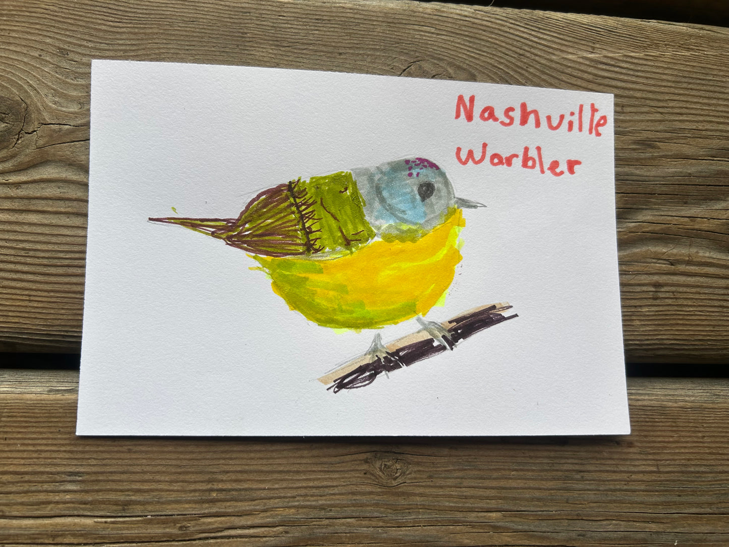 Nashville Warbler