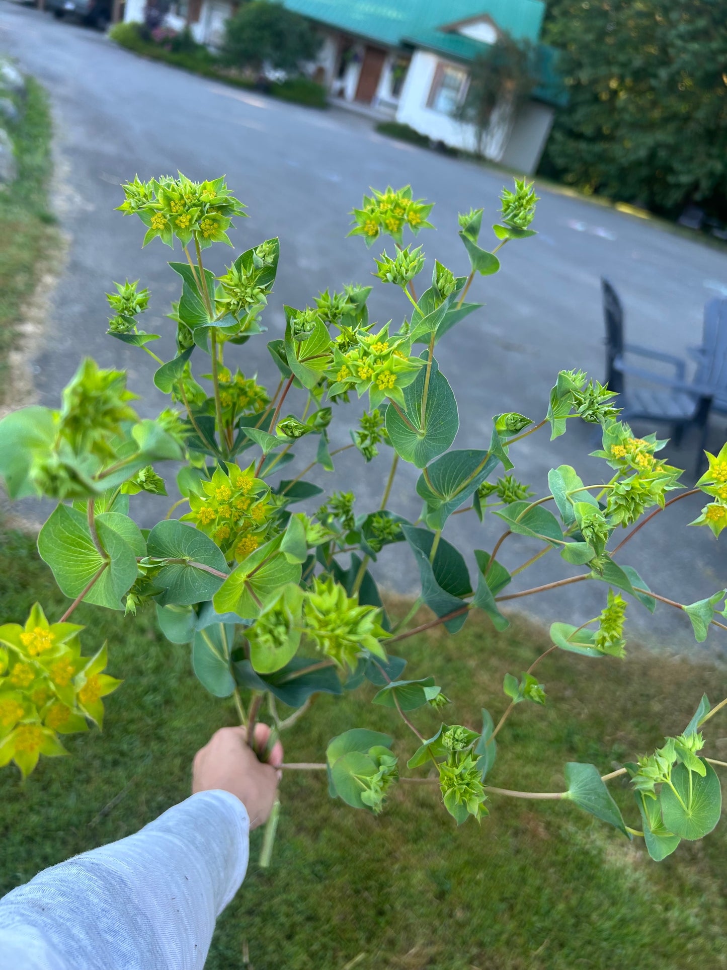 Bupleurum Seeds