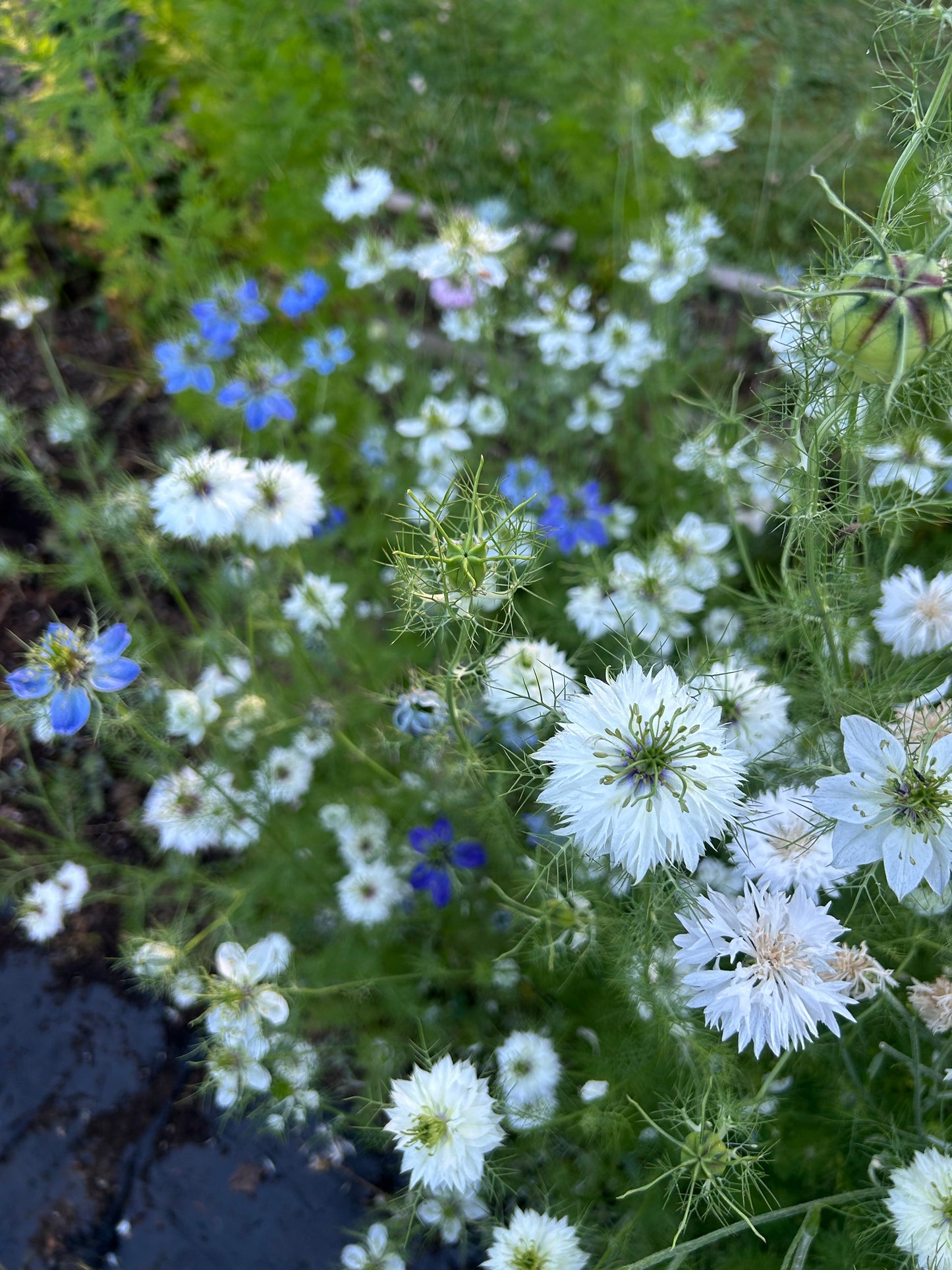 Nigella Mix Seeds