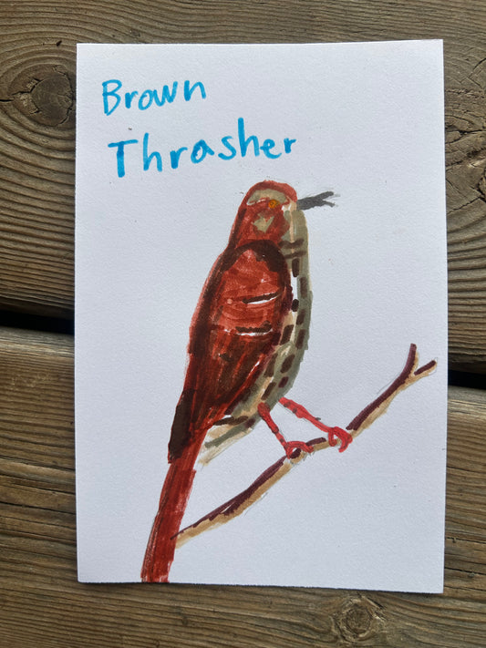 Brown Thrasher