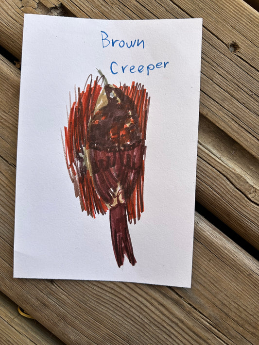 Brown Creeper