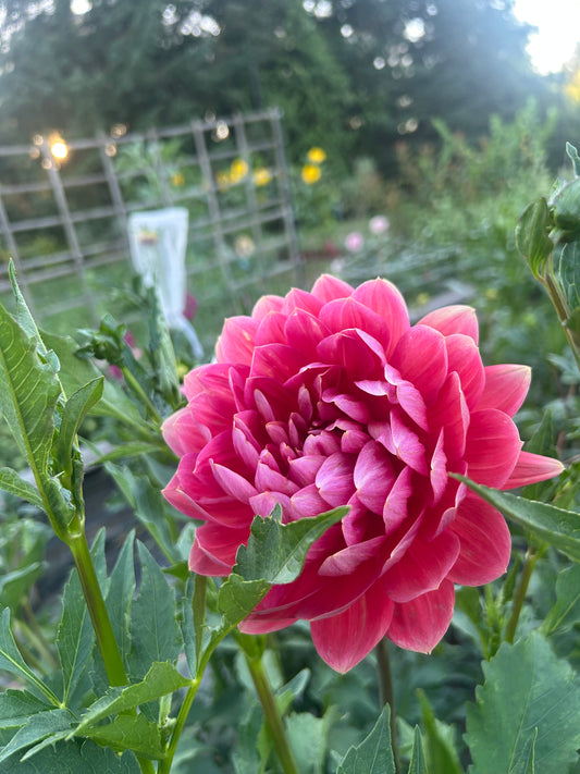 Hollyhill Daydream cutting