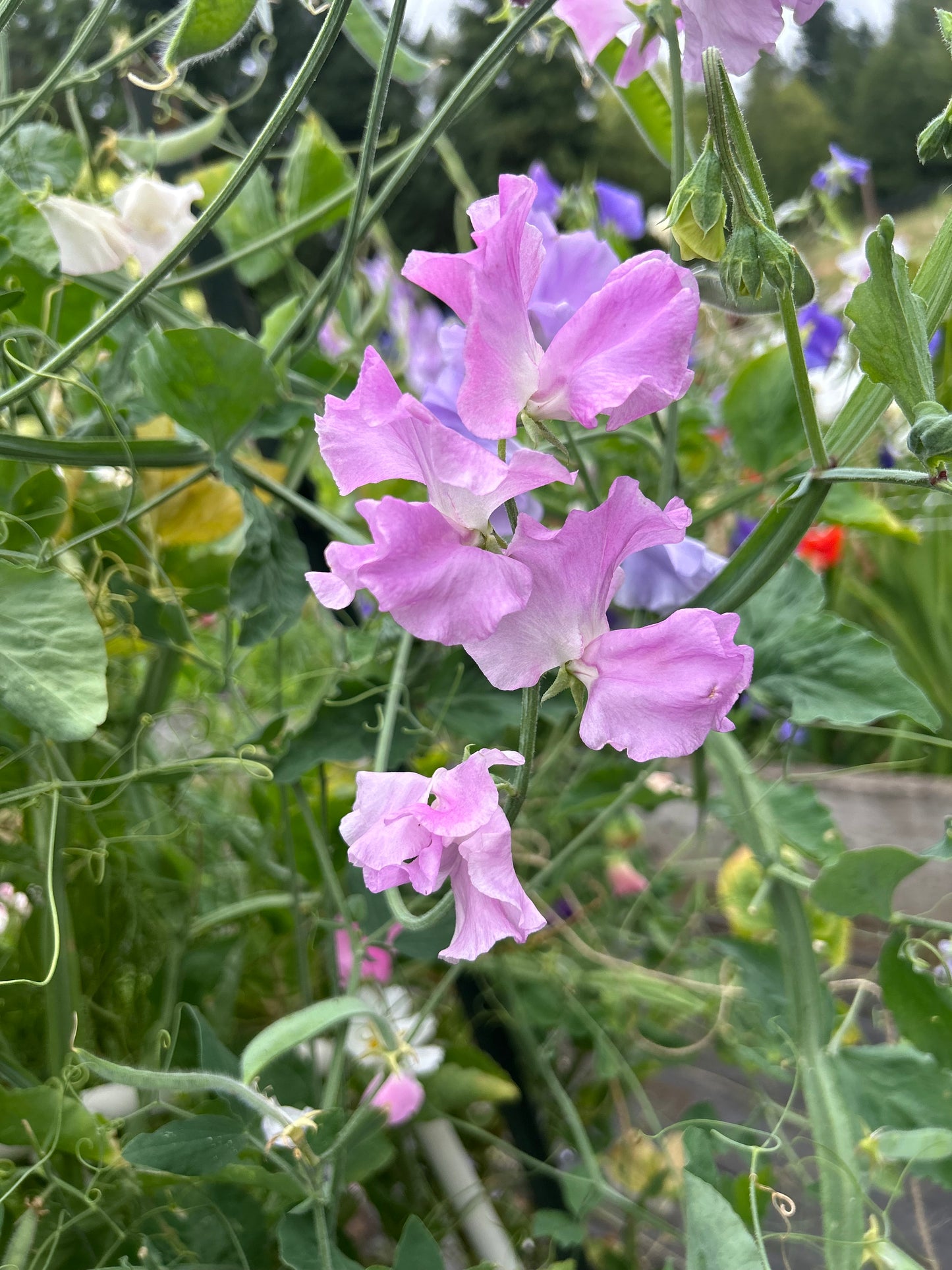 Sweet Pea Mix Seeds