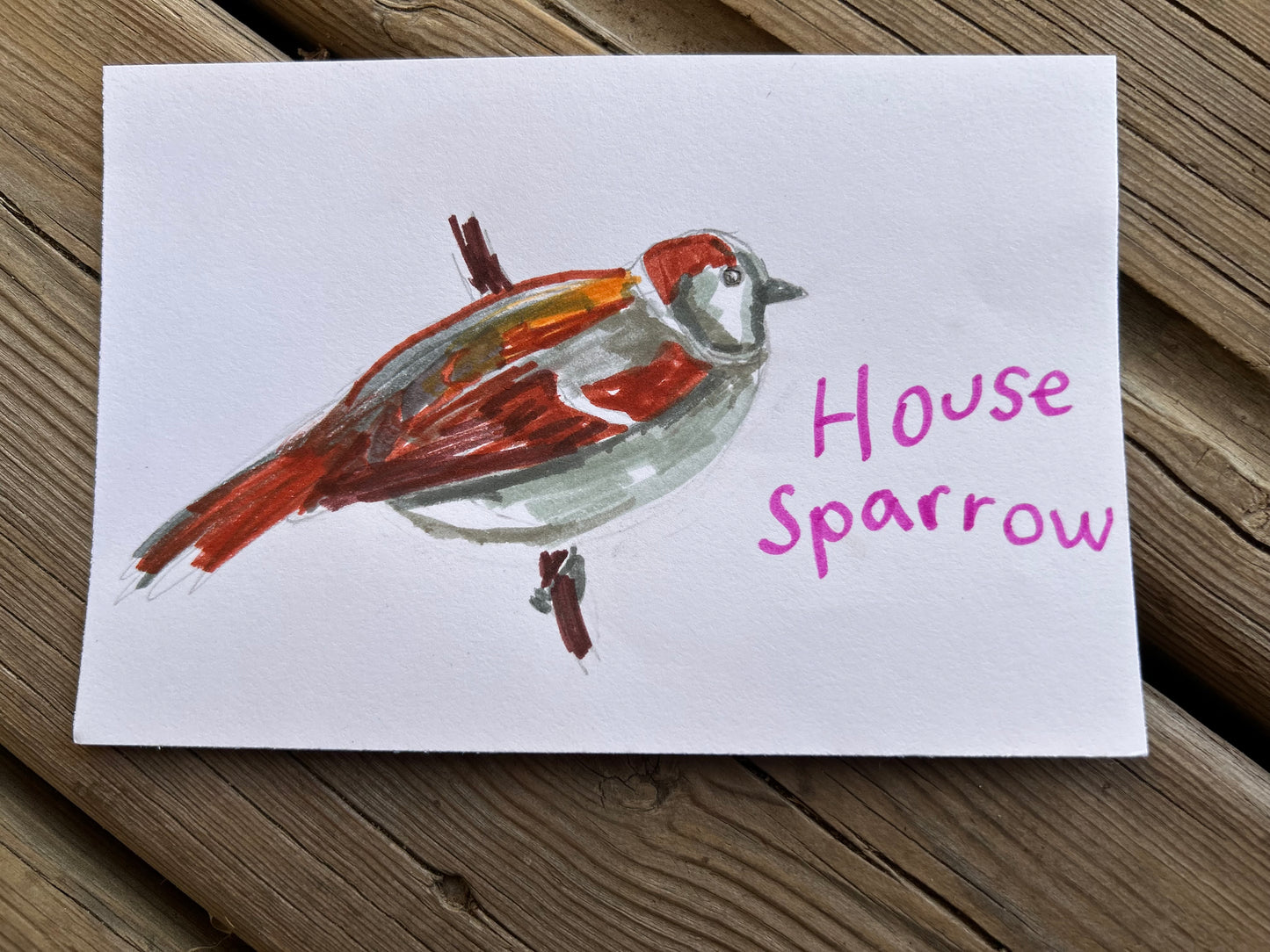 House Sparrow
