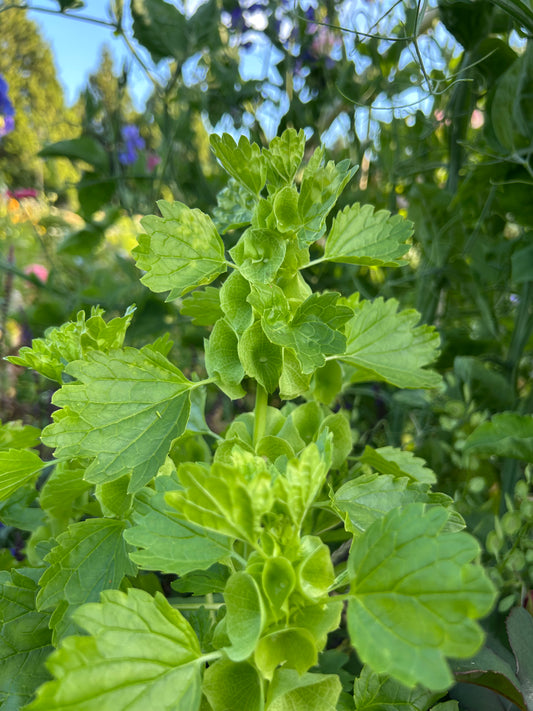 Bells of Ireland Seeds