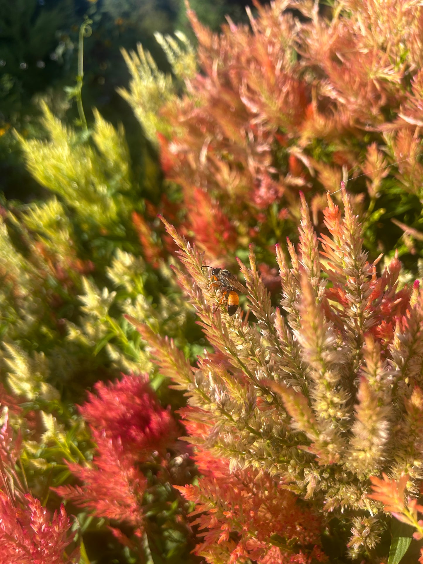 Celosia Mix Seeds