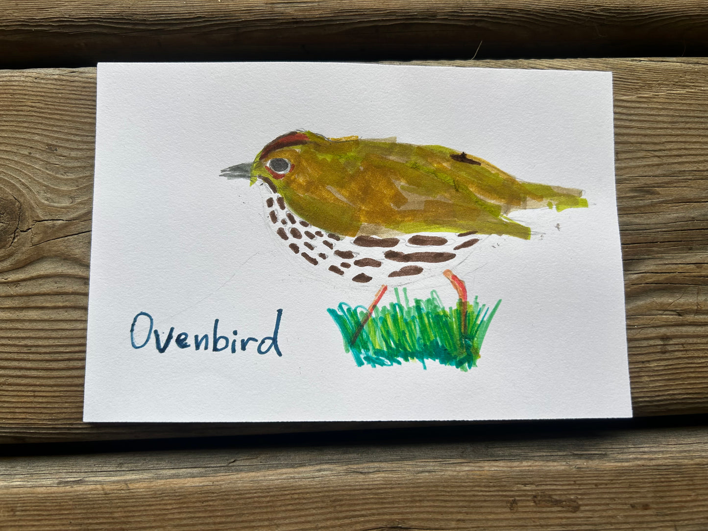 Ovenbird
