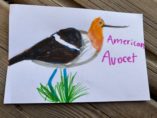 American Avocet