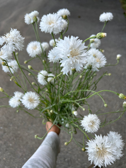 Bachelors Button seeds (white)