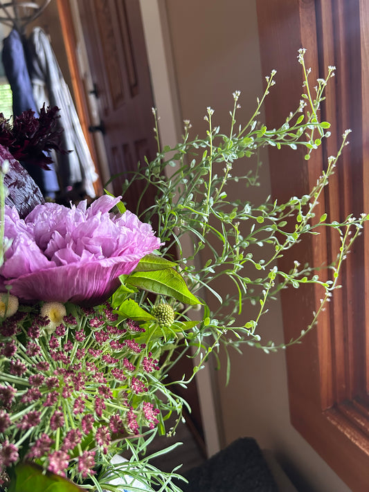 Cress Wrinkled Crinkled Seeds