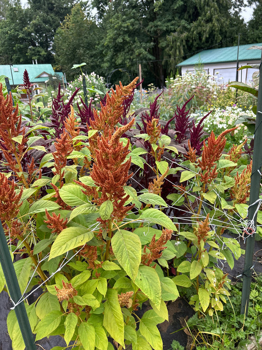 Amaranth Mix Seed