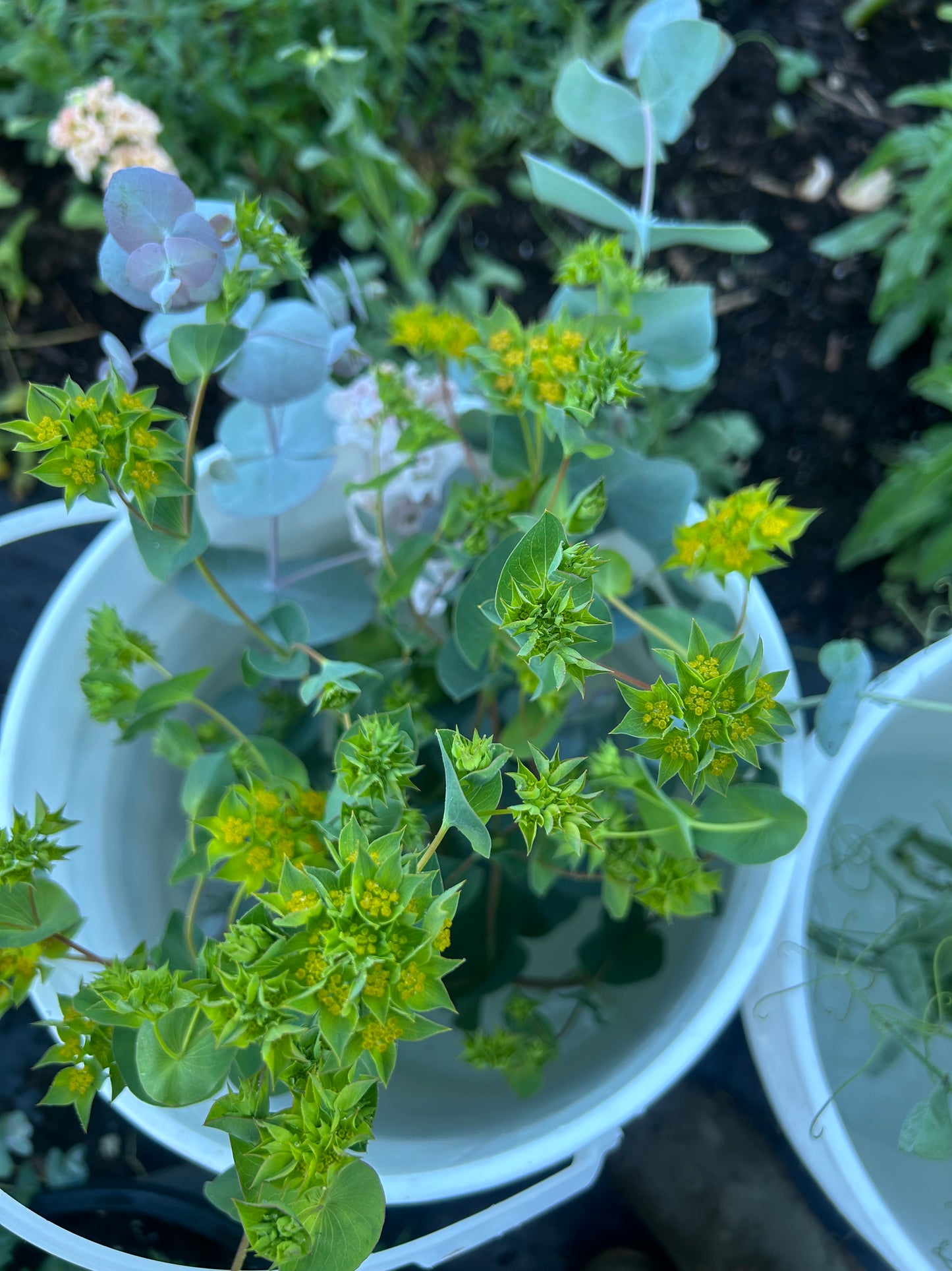 Bupleurum Seeds