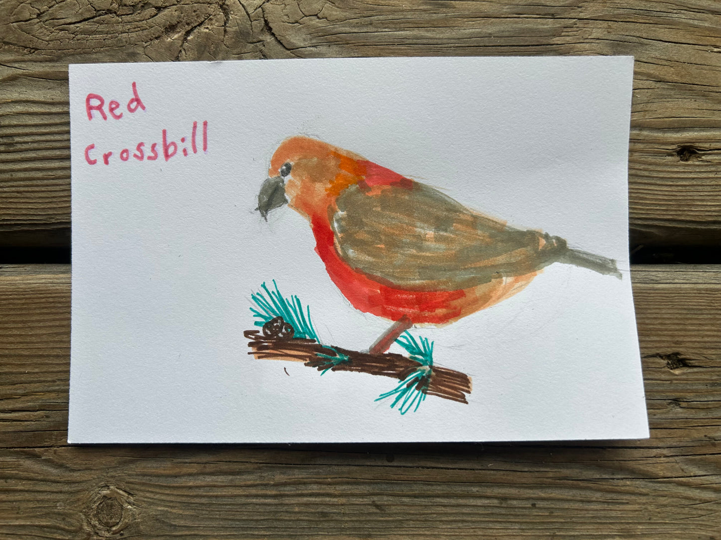 Red Crossbill