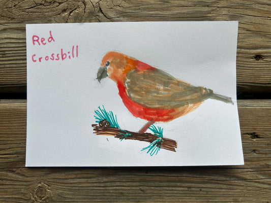 Red Crossbill