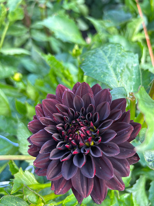 Czarny Charakter cutting