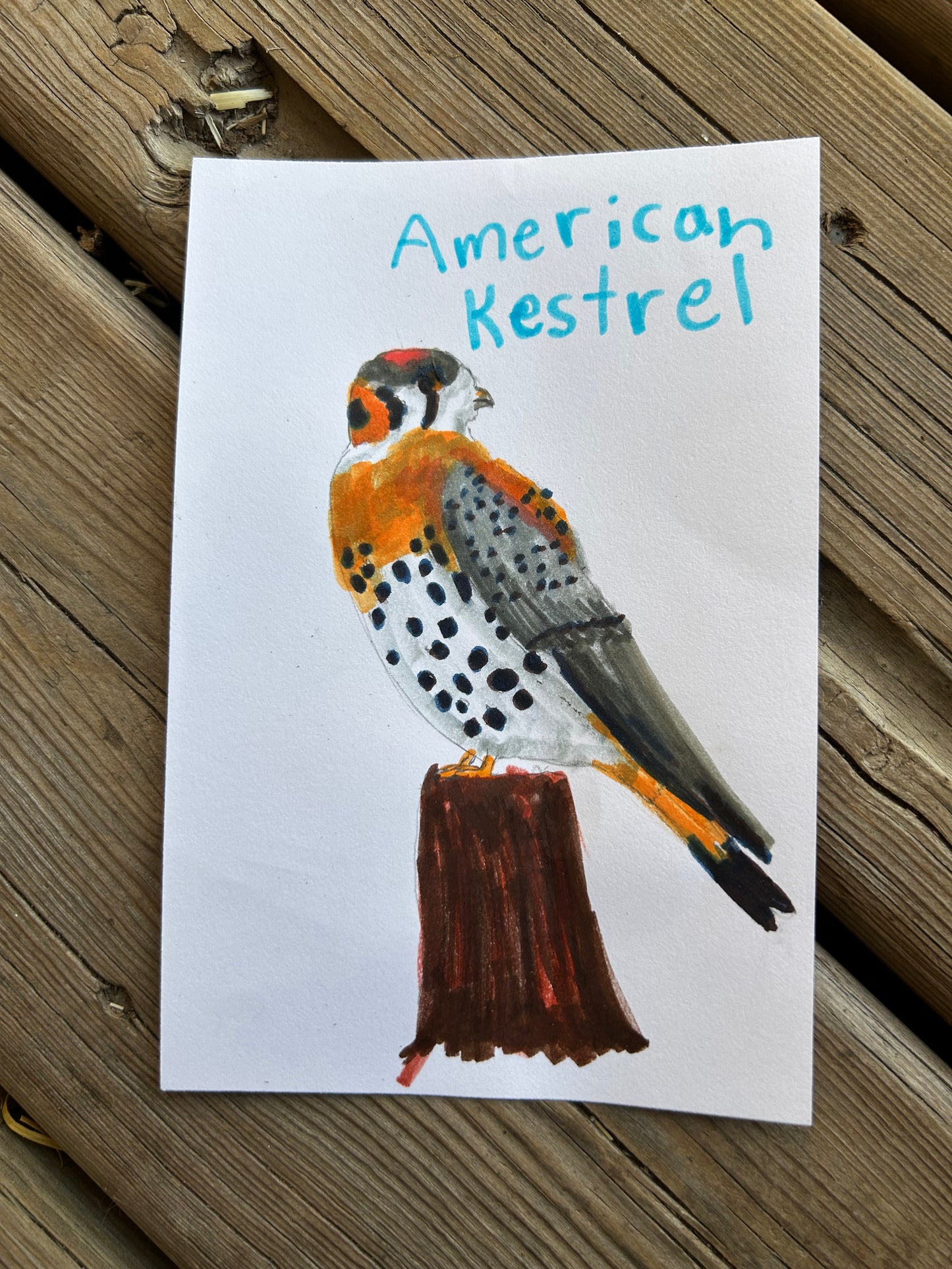 American Kestrel