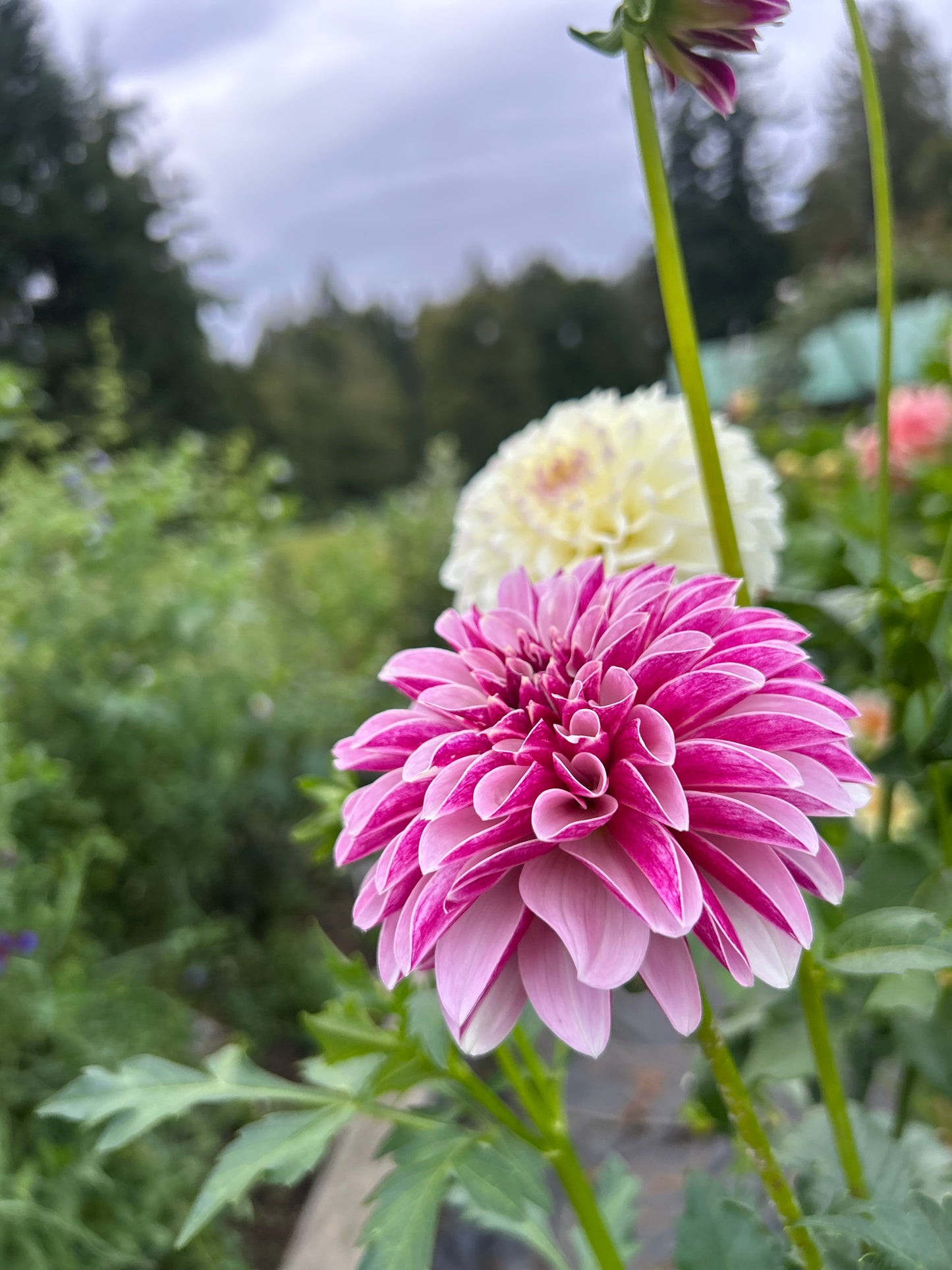 Salish Twilight Girl