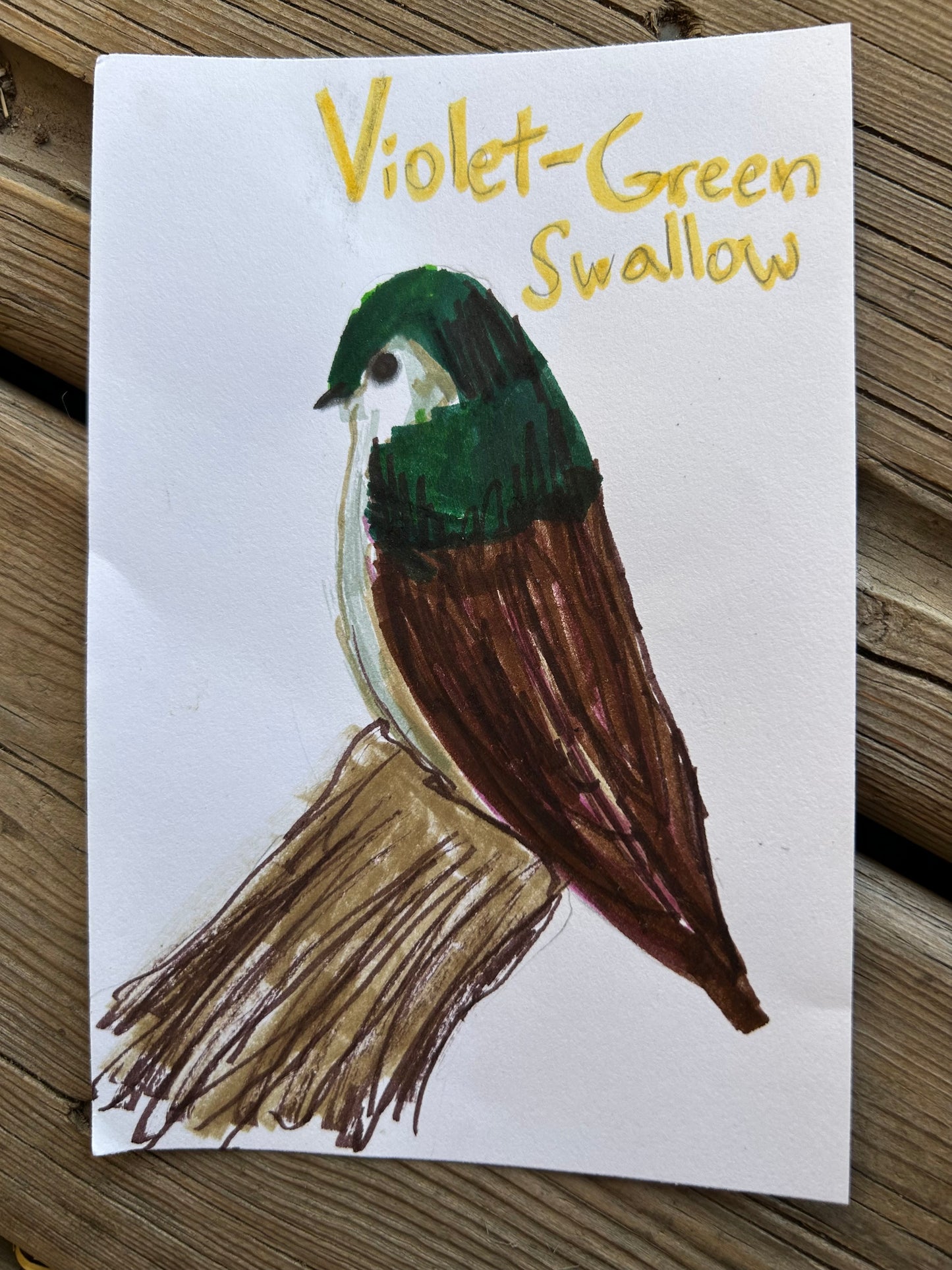 Violet Green Swallow