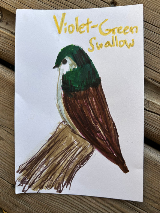 Violet Green Swallow
