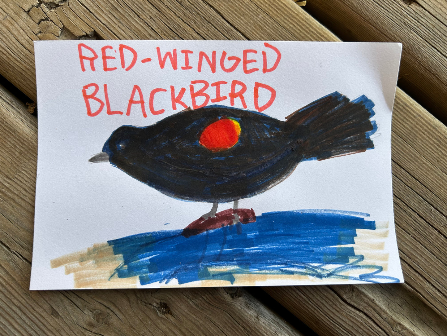Red Winged Blackbird