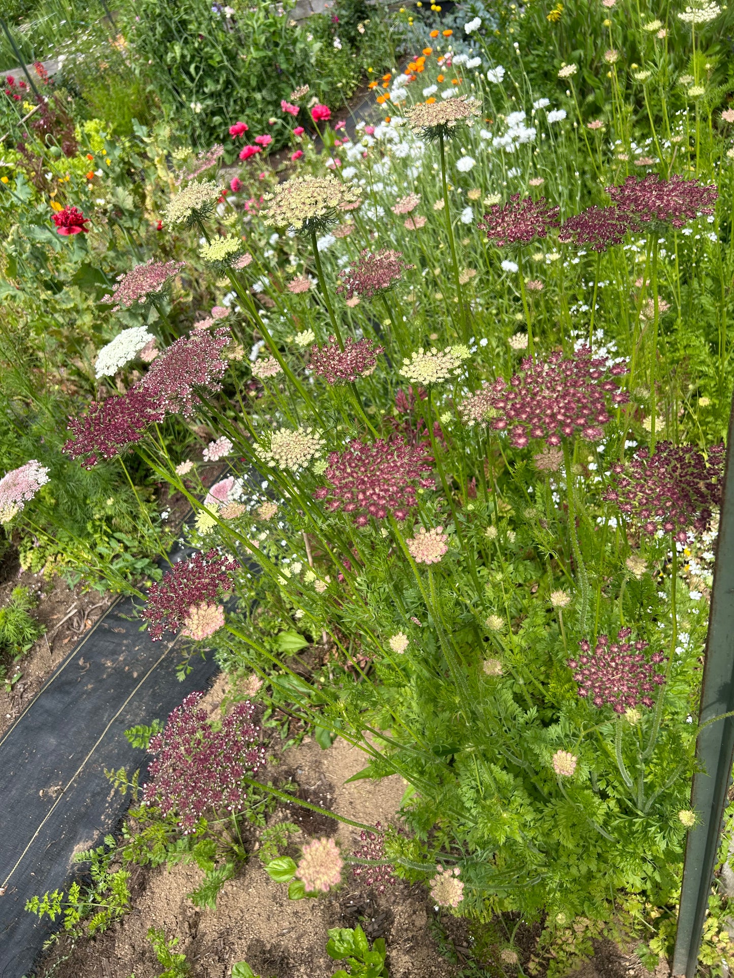 Chocolate Lace Seeds (Dara)