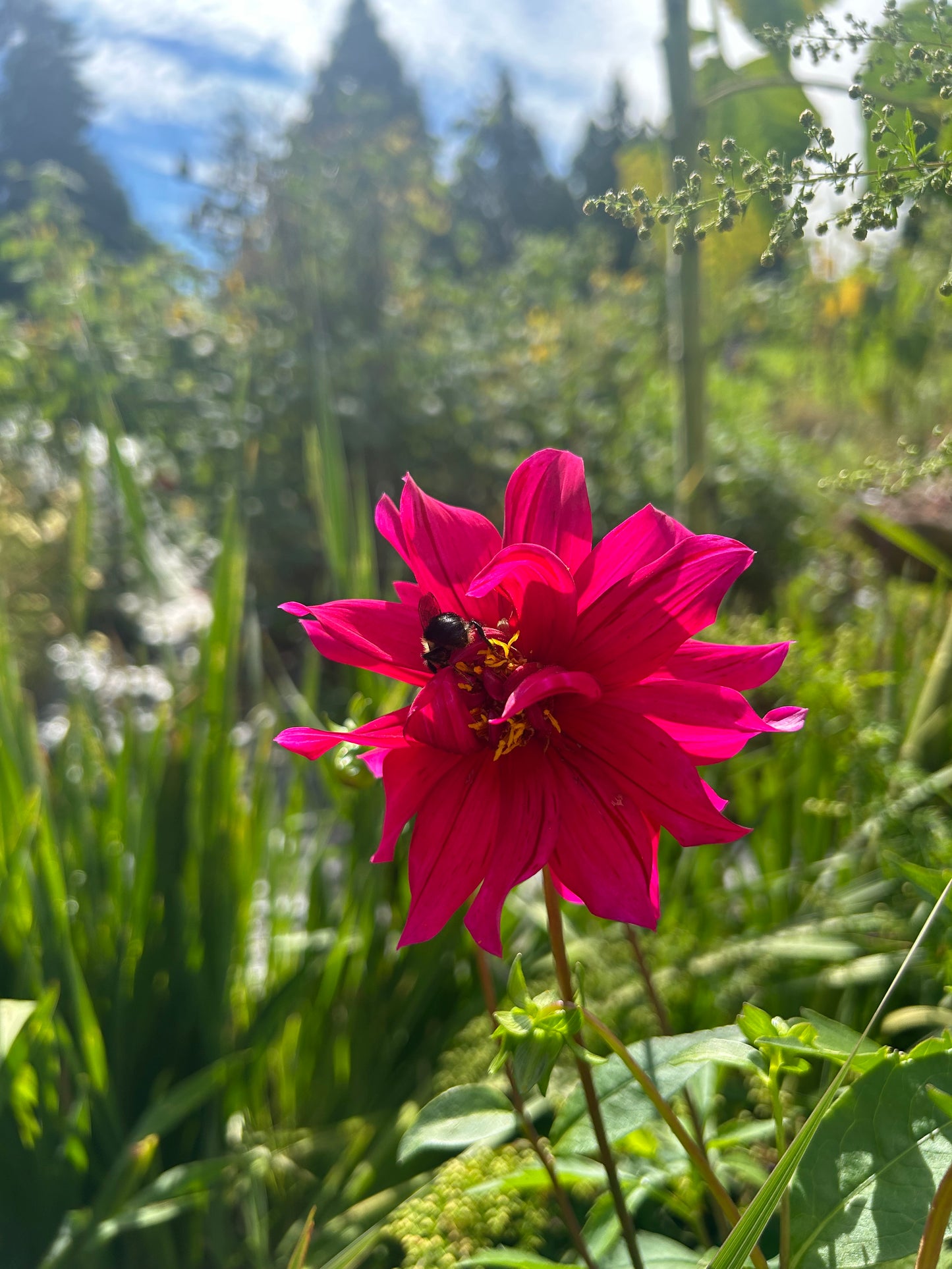 Open pollinated tubers