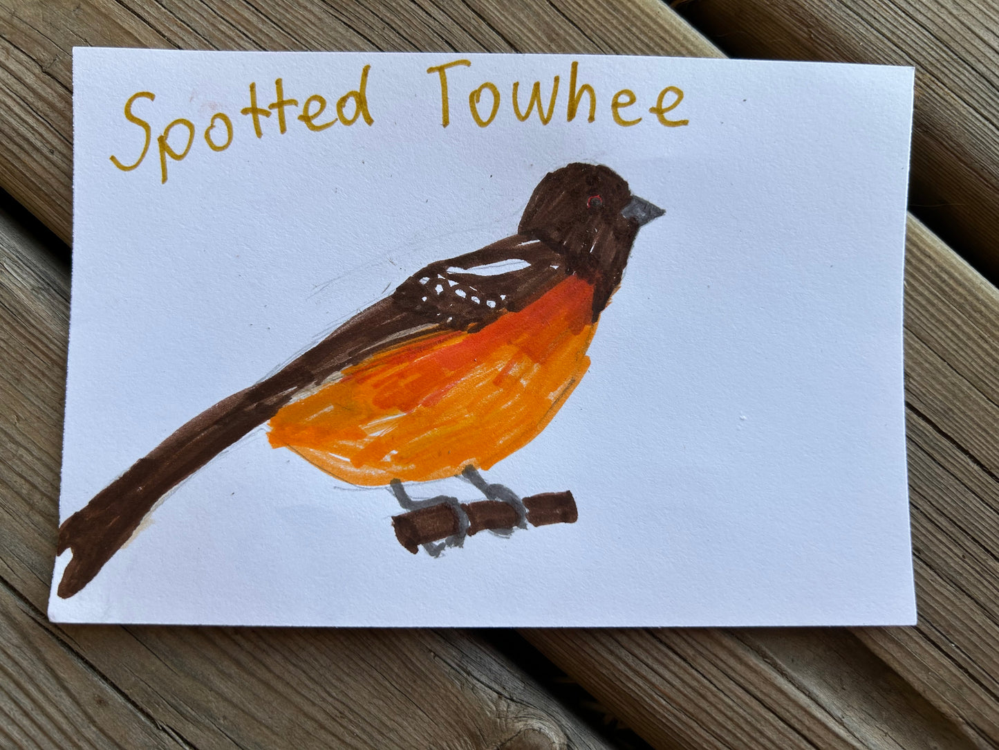 Spotted Towhee