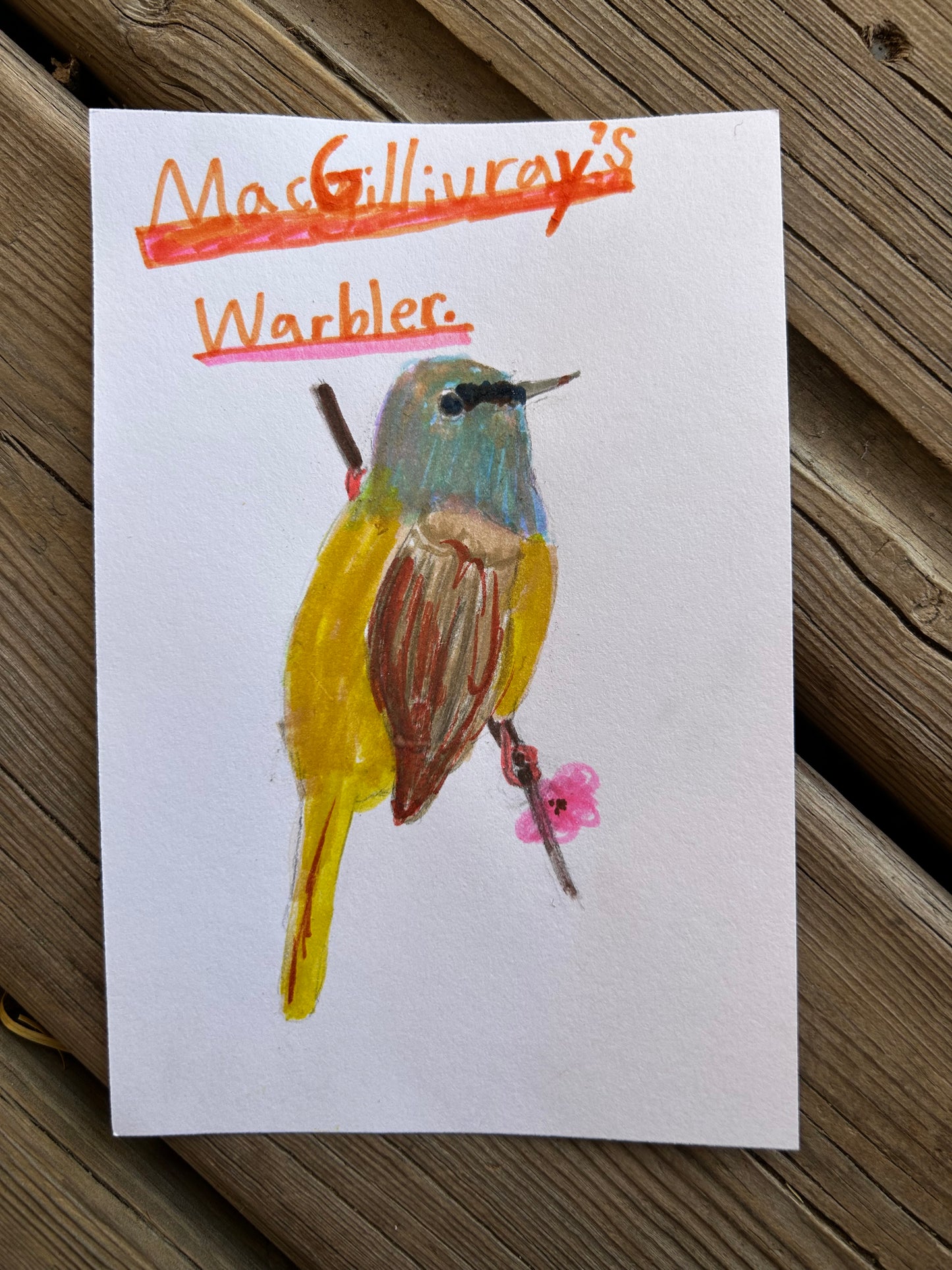 Macgillivray’s Warbler