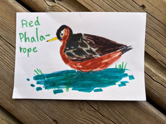 Red Phalarope