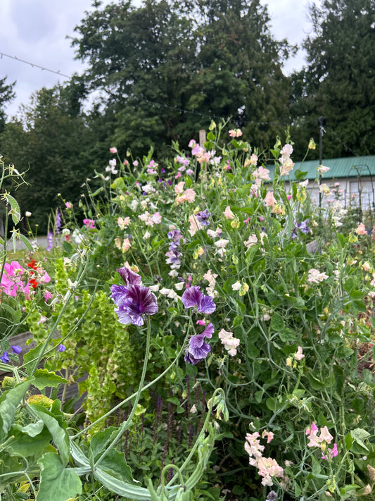 Sweet Pea Mix Seeds