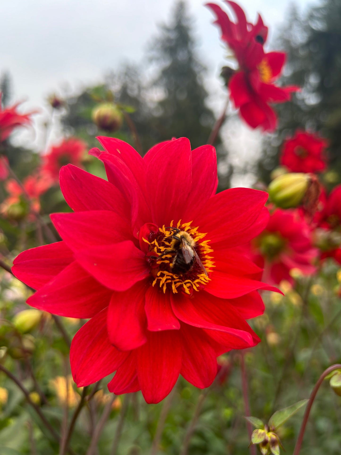 Busy Bee