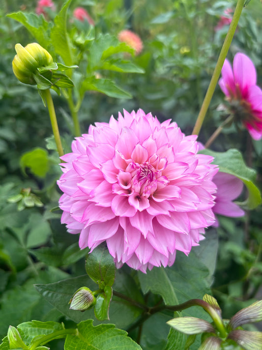 Hollyhill Pinkie