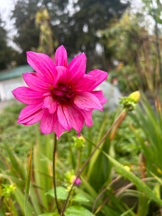 Open pollinated tubers