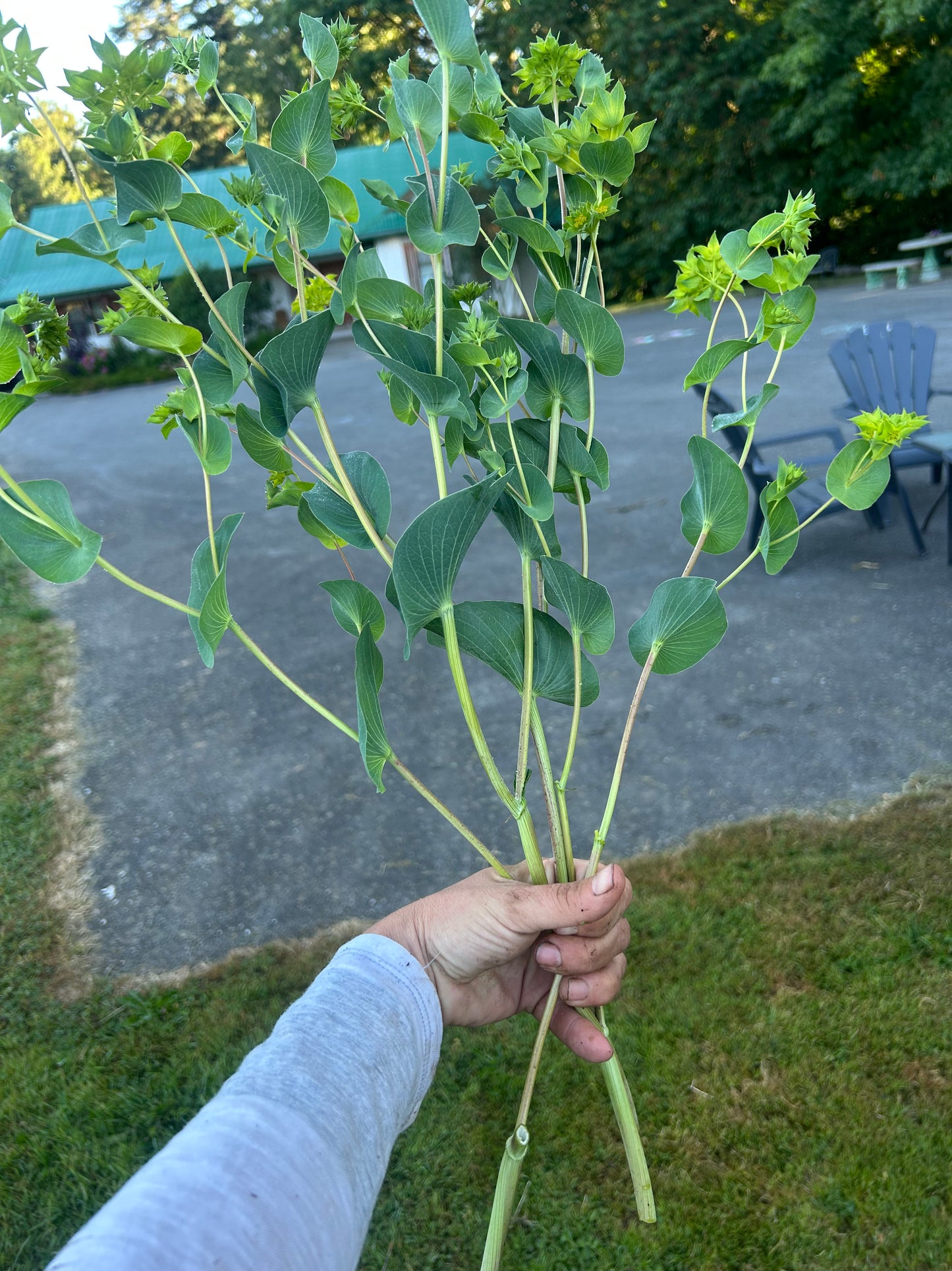 Bupleurum Seeds