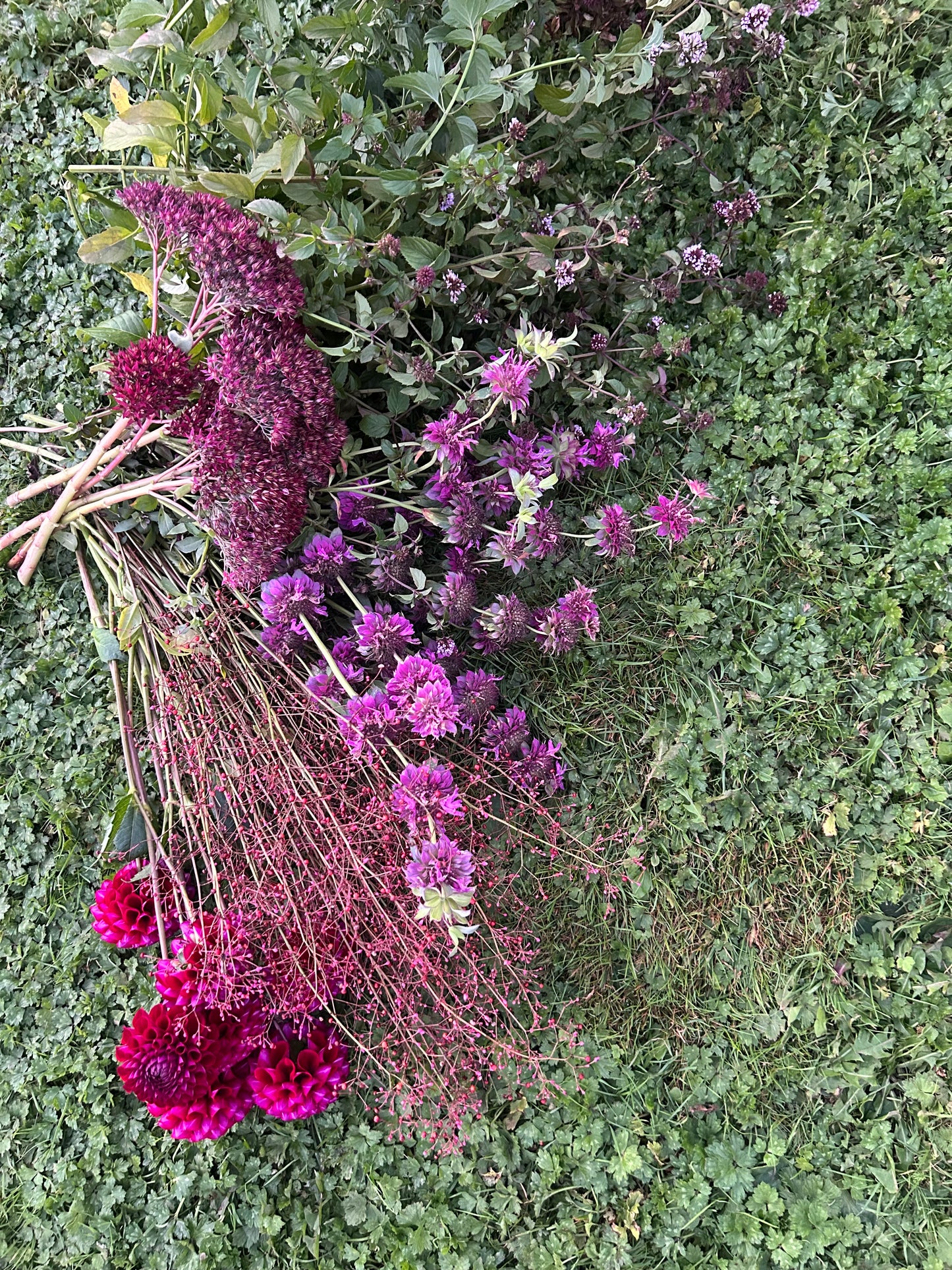 Jewels of Opar Seeds